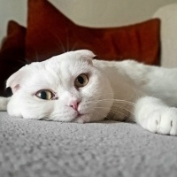 Scottish Fold, Kedi  Babuş fotoğrafı