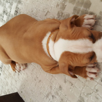 Amerikan Staffordshire Terrier, Köpek  Pancho fotoğrafı