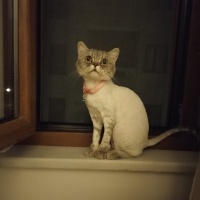 Scottish Fold, Kedi  Neriman ve Binnaz ( ikiz kardeşler) fotoğrafı