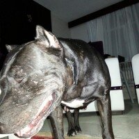 Amerikan Pitbull Terrier, Köpek  Şila fotoğrafı