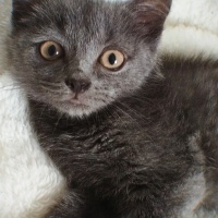 British Shorthair, Kedi  Asil fotoğrafı