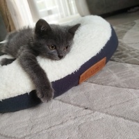 British Shorthair, Kedi  Asil fotoğrafı