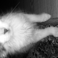 Tekir Kedi, Kedi  3 kardeş fotoğrafı