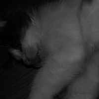 Tekir Kedi, Kedi  3 kardeş fotoğrafı