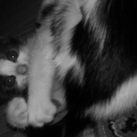 Tekir Kedi, Kedi  3 kardeş fotoğrafı