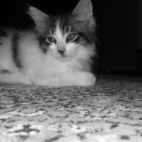 Tekir Kedi, Kedi  3 kardeş fotoğrafı