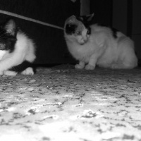 Tekir Kedi, Kedi  3 kardeş fotoğrafı