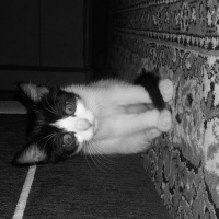Tekir Kedi, Kedi  3 kardeş fotoğrafı