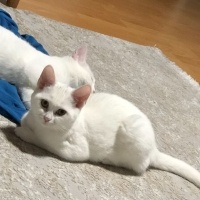 Ankara Kedisi, Kedi  Paşa nunu fotoğrafı