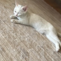Ankara Kedisi, Kedi  Paşa nunu fotoğrafı