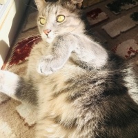 Tekir Kedi, Kedi  Binnoş fotoğrafı
