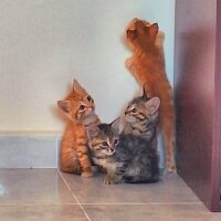 Tekir Kedi, Kedi  Beşi-1-arada fotoğrafı