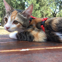 Tekir Kedi, Kedi  Shiva fotoğrafı