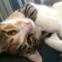 Tekir Kedi, Kedi  Shiva fotoğrafı