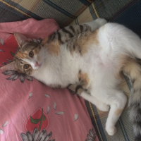 Tekir Kedi, Kedi  Shiva fotoğrafı