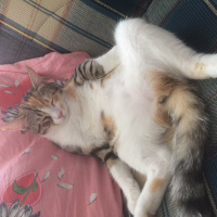 Tekir Kedi, Kedi  Shiva fotoğrafı