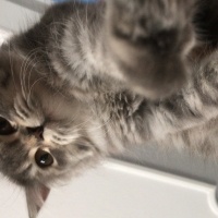 British Longhair, Kedi  Pamuk fotoğrafı