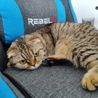 Scottish Fold, Kedi  Coffee fotoğrafı
