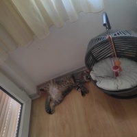 Scottish Fold, Kedi  Coffee fotoğrafı