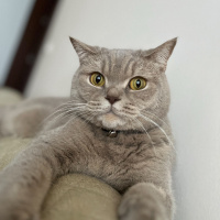 British Shorthair, Kedi  ÇAKIL fotoğrafı