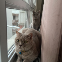 British Shorthair, Kedi  ÇAKIL fotoğrafı