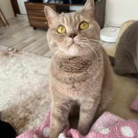 British Shorthair, Kedi  ÇAKIL fotoğrafı