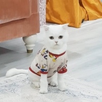 Scottish Fold, Kedi  Saşha fotoğrafı