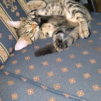 Tekir Kedi, Kedi  Doran fotoğrafı