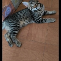 Tekir Kedi, Kedi  Doran fotoğrafı