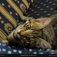 Tekir Kedi, Kedi  Doran fotoğrafı