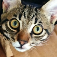 Tekir Kedi, Kedi  Doran fotoğrafı
