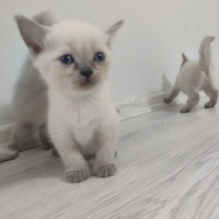 British Shorthair, Kedi  6adet fotoğrafı