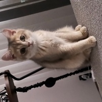 British Shorthair, Kedi  Odin fotoğrafı