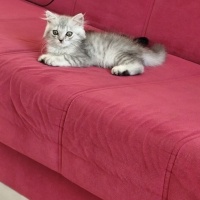 British Shorthair, Kedi  Neşe fotoğrafı