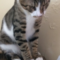 Tekir Kedi, Kedi  Ares fotoğrafı