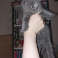 British Shorthair, Kedi  İsimsiz fotoğrafı