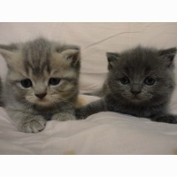 British Shorthair, Kedi  İsimsiz fotoğrafı