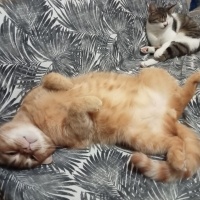 İran Kedisi (Persian), Kedi  Paşam fotoğrafı