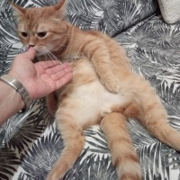 İran Kedisi (Persian), Kedi  Paşam fotoğrafı