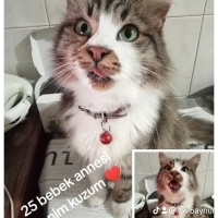 İran Kedisi (Persian), Kedi  Paşam fotoğrafı