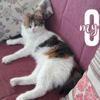Tekir Kedi, Kedi  tiftik fotoğrafı