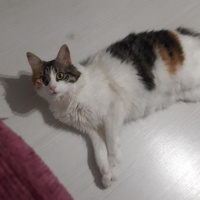 Tekir Kedi, Kedi  tiftik fotoğrafı