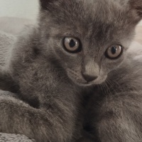 Tekir Kedi, Kedi  Yavru kediler fotoğrafı
