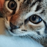 Tekir Kedi, Kedi  Yavru kediler fotoğrafı