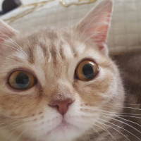 British Shorthair, Kedi  İncir fotoğrafı