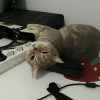 British Shorthair, Kedi  İncir fotoğrafı