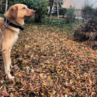 Golden Retriever, Köpek  Baron fotoğrafı