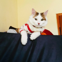 Tekir Kedi, Kedi  boncuk fotoğrafı
