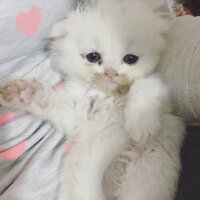 Scottish Fold, Kedi  Ponçik fotoğrafı