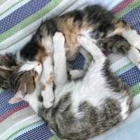 Tekir Kedi, Kedi  ceday fotoğrafı